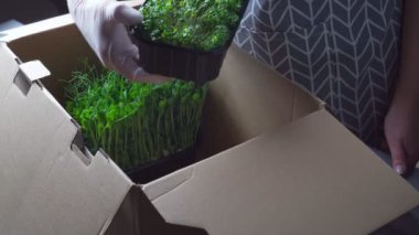 Mikroyeşillikler yerli yetiştirme. Lateks beyaz eldivenli kadın el, içinde yeşil mikroyeşil lahanalı karton kutular olan kapları çıkarır. Evde tohum yetiştirme, filizlenme. Vejetaryen ve organik gıda.