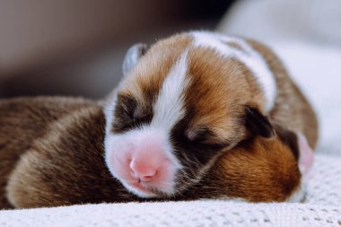 İki aylık köpek pembroke galsh corgi yavrularının, pembe burunları olan, beyaz pamuk ekose üzerinde yatıp dinlenen iki harika yavrusunun yakın çekimi. Hayvan sevgisi, hayvan bakımı, köpek yetiştirme. Stüdyo.