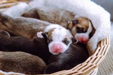 İki aylık köpek pembroke welsh corgi yavrularının yakın plan çekimleri. Beyaz ekose üzerinde sepet şeklinde farklı pozlarda uyuyan gevşek Corgi. Hayvan sevgisi, hayvan bakımı, köpek yetiştirme. Stüdyo.