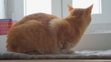 Dikiz aynasından bakıldığında, yeşil gözlü kızıl kedinin pencere pervazında oturduğu ve insanların pencere manzarasında yürüdüğünü ve bir ses duyduğunda arkasını döndüğü görülüyor. Evcil hayvanlar ve hayvan bakımı