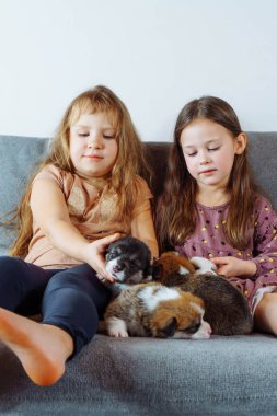 Mutlu bir çocukluk. Uzun saçlı iki çekici kız kanepede oturup kollarını tutuyorlar ve birkaç velshkorgi yavrusunu okşuyorlar. Çocuklar ve köpekler. Olumlu duygular. Sorumluluk Eğitimi.
