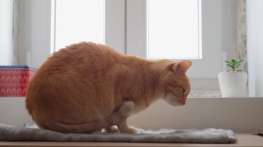 Düzgün, bakımlı kırmızı kedi pencere eşiğine atlıyor ve sokak hayatını izlemek için yerleşiyor. Evcil hayvan bakımı ve bakımı. Kedi maması. Güzel yün. Sağlıklı hayvanlar. Kedi davranışı. 4k görüntü.