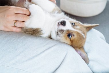 Gal ezmesi pembroke corgi 'nin komik kahverengi köpek yavrusu altın yüzük takan, kot giyen, gıdıklanan bir kadının bacaklarının üzerinde yatıyor. Hayvan sevgisi, hayvan bakımı, terbiye, arkadaşlık, mülkiyet.