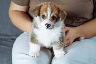 Sevecen kahverengi köpek yavrusu Welsh Pembroke Corgi 'nin portresi kameraya bakıyor, tanınmayan kadın sahibinin bacaklarının üzerinde duruyor kahverengi tişört ve kot pantolon giyiyor. Hayvan sevgisi, hayvan bakımı, mülkiyet.