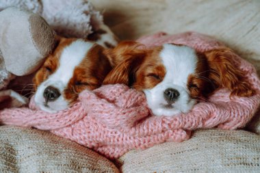 Two small Cavalier King Charles Spaniel puppies twins sleeping on warm knitted blanket in safe place. Red and white babies comfortably resting on couch. Spaniels lie on soft cover with closed eyes. 
