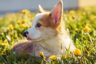 Side view of lovely young little brown white dog welsh pembroke corgi lying on green grass in park, looking aside near dandelions on sunny day. Pet love, pet care, domestic animal, nature, summer.