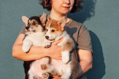 Orta yaşlı bir kadının gri tişört giyip mavi arka planda dikildiği iki muhteşem tombul köpek eti parçalı Corgi 'yi tuttuğu bir fotoğraf. Hayvan sevgisi, hayvan bakımı, evcil hayvan bakımı, köpek yetiştirme.