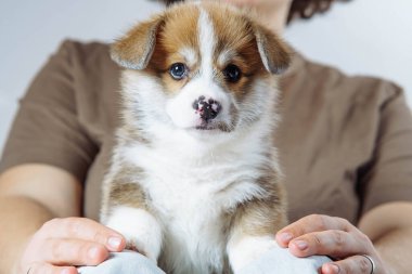 Kahverengi, beyaz köpek yavrusu Galler kemirgeni Corgi 'nin portresi kameraya bakıyor, tanınmayan bir kadının bacaklarının üzerinde oturuyor kahverengi tişört giyiyor, beyaz patilere dokunuyor. Hayvan sevgisi, hayvan bakımı, mülkiyet.