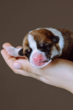 Küçük köpek yavrusunun ağızlığına yakın çekim. Yeni doğmuş Galli mantar yavrusu metresinin avuçlarında tatlı ve huzurlu bir şekilde uyur. Kahverengi arka plan. Hayvanları besleyip beslemek. Doğum sırasında veteriner bakımı.