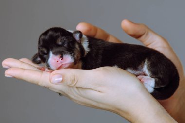 Kadınların kollarında rahat bir şekilde yatan küçük, sevimli, yeni doğmuş Galli mantar yavrusu. Gri arka plan. Hayvanları besleyip beslemek. Doğum sırasında veteriner bakımı. Köpekleri beslemek ve yetiştirmek.
