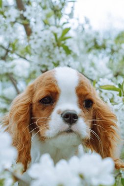 Büyüleyici süvari köpek yavrusu kral Charles Spaniel çiçek açan bahar ağacıyla çevrili. Renkli Blenheim. Köpekler ve doğa. Yavruları büyütmek ve onlarla ilgilenmek. Köpekleri besliyor. Arkadaşlık ve karşılıklı anlayış. 