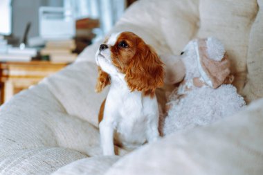 Safkan köpek yavruları. Güzel köpek yavrusu şövalyesi Kral Charles spaniel rengi Blenheim evde rahat bir şekilde oturuyor ve elinde oyuncağıyla yukarı bakıyor. Yavru köpeklerin üremesi. Yavru köpek maması..