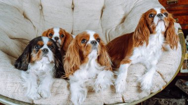 Üç renkli ve Blenheim renklerinden üç yetişkin şövalye Kral Charles ve bir küçük köpek oturma odasındaki büyük ve rahat bir köşe sandalyeye yerleşti. Evcil hayvanlar. Safkan köpekler. Bakım ve bakım.