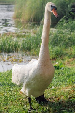 Suyun arka planında, doğal ortamında güzel beyaz kuğunun görüntüsü. Doğa rezervleri. Vahşi yaşam. Çevresel koruma. Göçmen kuşlar. Doğu Avrupa 'nın kuşları. Vahşi kuşlar.