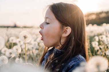Beyaz karahindiba tarlasında dikilen sevimli küçük hanım derin bir nefes alıyor ve pofuduk çiçekleri üflemeye hazır. Kot ceketli kız çiçek açmış çayırlarda yürüyor, elinde bitkilerle dilek tutuyor..