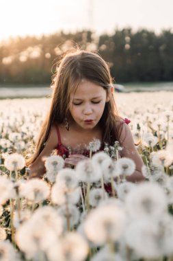 Kahverengi, uzun saçlı, beyaz çiçeğe yakın yürüyen ve karahindiba tohumu saçan hoş bir kız. Pembe yaz elbiseli küçük hanım dilek tutuyor. Dikey.