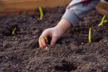 Soğan tutan ve bahçedeki küçük deliğe ampul koyan küçük dişi ekicinin elini kapat. Çocuk mahsul yetiştirmeye ve bahçecilik öğrenmeye kırsal alanlarda yardım ediyor..