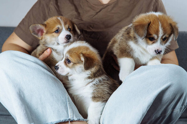 Неузнаваемая женщина сидит на диване напротив светлой стены, три очаровательных маленьких накормленных щенка находятся между ее скрещенными ногами. Собачья еда. Животные. Ветеринарный контроль. Верный друг.