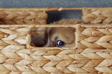 Hasır sepetin içine saklanan tek köpek yavrusu delikten dışarı bakar. Safkan köpek yavruları yetiştiriyor. Köpek maması. Evcil hayvanlar. Ailedeki köpek. Yavru köpek besleme özellikleri. Veteriner kontrolü. 