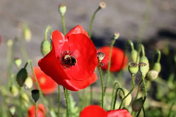 stock image Poppies on a sunny day in my garden.  Some in backlight, and bumblebees.