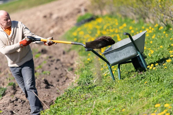 stock image Middle aged man working with garden tools, shovel and wheelbarrow on the site of a country house.