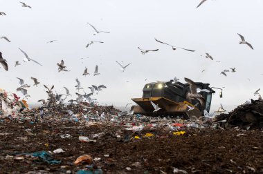 Çöp sahasında çalışan makineler, buldozerle toplanmayı reddetmek, bir sürü kuş.