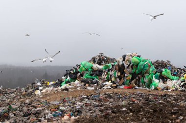 Çöp sahasında uçan martı sürüsü