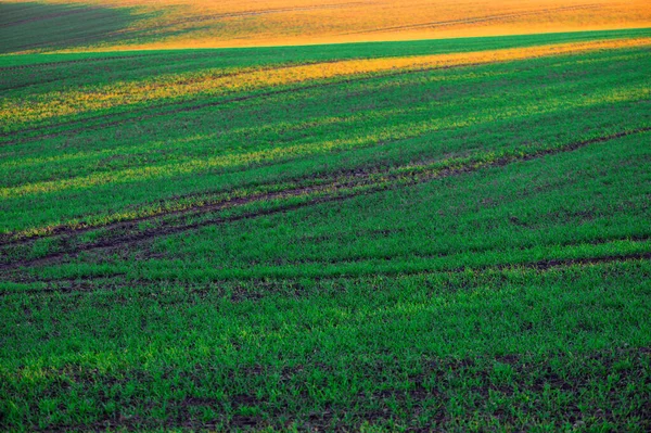 緑のフィールド上の黄色の太陽の線 抽象的なきれいな田舎の背景 — ストック写真