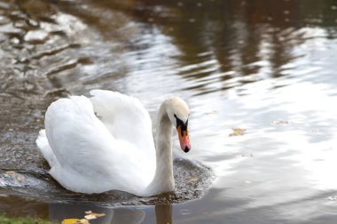 Beyaz Kuğu gölde. Su kuğu. Sessiz Kuğu