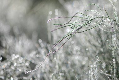 Çiy damlalı çimenler - güzel bir bokeh arkaplan