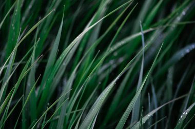 Su damlası olan taze yeşil çimenler, yağmurdan sonra çiğ taneli yeşil çimenler.