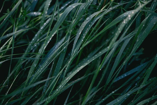 Frisches Grünes Gras Mit Wassertropfen Aus Nächster Nähe Grünes Gras — Stockfoto