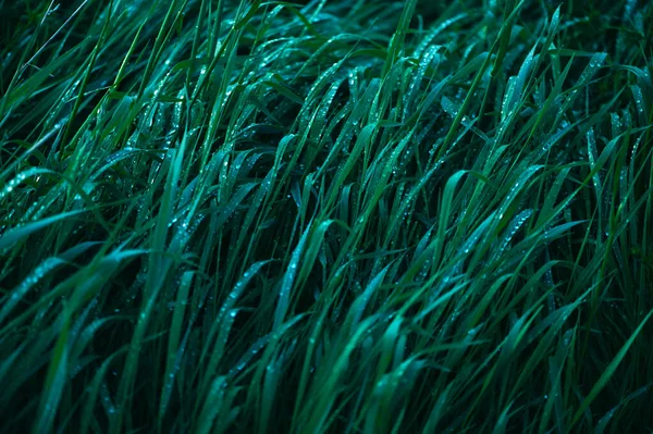 Свіжа Зелена Трава Краплями Води Крупним Планом Зелена Трава Викруткою — стокове фото