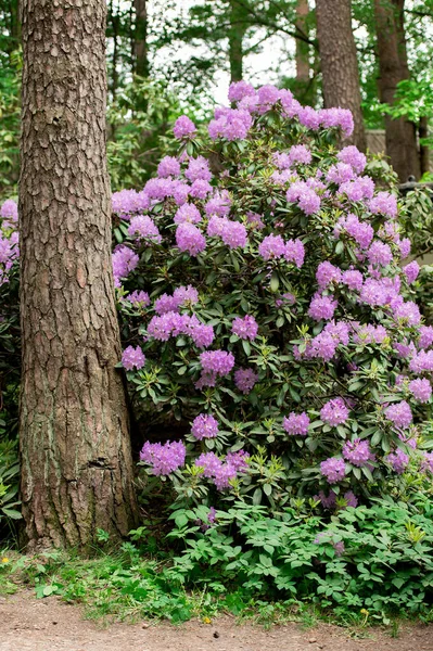 stock image A rhododendron bush blooming with purple flowers in the city park