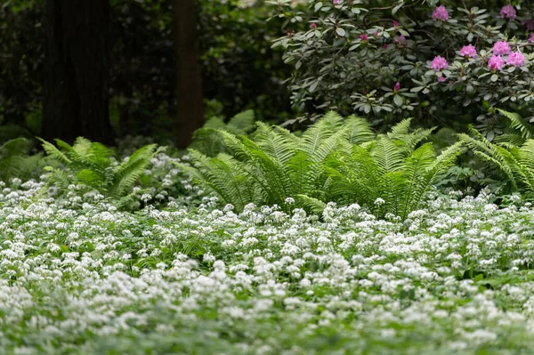 Gartenblick Mit Blühenden Lila Rhododendrons Und Grünen Farnen — Stockfoto