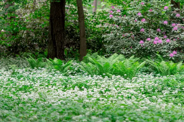 紫色のシャクナゲと緑のシダの咲く庭の景色 — ストック写真
