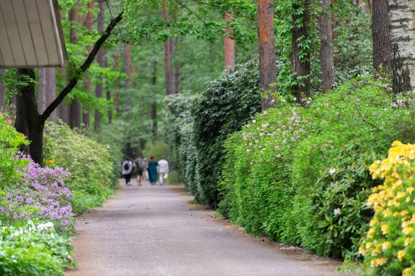 Rear view of people walking in a blooming rhododendron park in Babite,Latvia