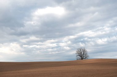 Letonya 'da gün batımında gökyüzünün altında ekili bir tarlada ağaçla minimalist bahar akşamı manzarası