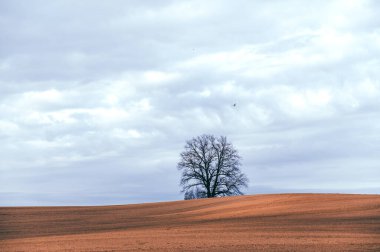 Letonya 'da gün batımında gökyüzünün altında ekili bir tarlada ağaçla minimalist bahar akşamı manzarası