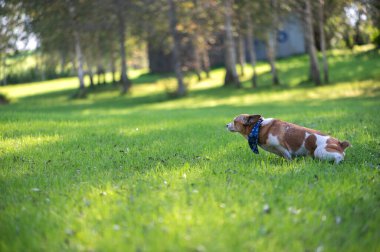 Jack Russell Teriyer Köpeği İşiyor ya da Park 'a Kaka Yapıyor