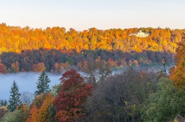 Autumn colorful forest and white fog over Gauja river in Gauja National Park in Sigulda, Latvia clipart