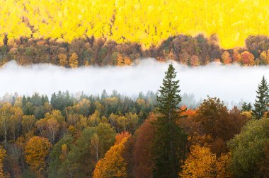  Sigulda, Letonya 'daki Gauja Ulusal Parkı' ndaki Gauja Nehri üzerinde renkli sonbahar ormanı ve beyaz sis
