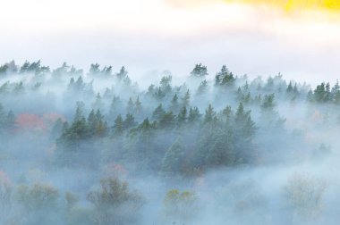 Beyaz sisli çam ormanlarıyla dolu sonbahar sabahı duvar halısı, Gauja Ulusal Parkı Sigulda, Letonya