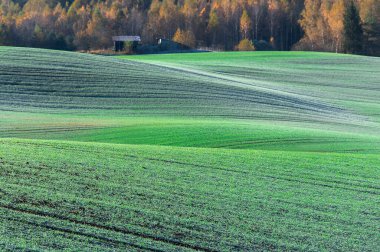 Sonbahar yuvarlanan tepeler zarif çizgilerle ayrılmış canlı yeşil tarlalarla örtülü. 