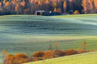 Zarif yeşil alan çizgileri ve renkli ağaç yapraklarıyla muhteşem Letonya sonbahar manzarası