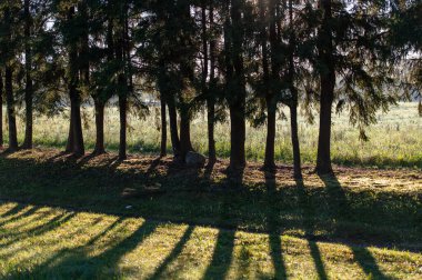 Row of trees with long shadow stripes and morning sunlight in background clipart