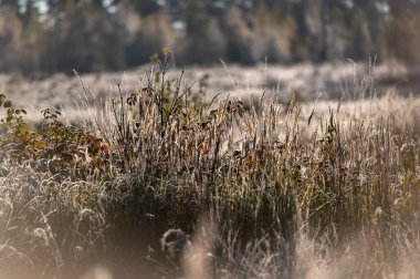 Orman bitkilerinin ve çimenlerin üzerindeki don ve Letonya doğasının güzelliği ile sanatsal soyut bir arka plan.