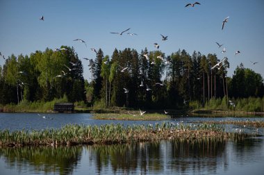 Beyaz bir kuş sürüsü, bir bahar günü, Letonya 'nın güzel doğası olan Lakevon ormanının sularının üzerinde yüzer.