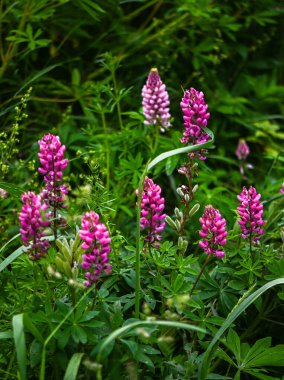 Çiçek açan lupin çiçekleri. Lupin tarlası. Violet bahar ve yaz çiçekleri. Yumuşak yumuşak renkler, dikey görüntü