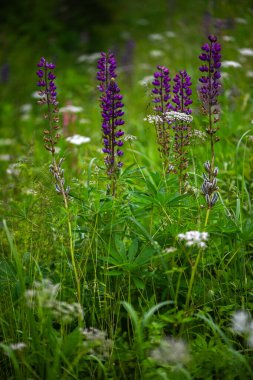 Çiçek açan lupin çiçekleri. Lupin tarlası. Mor bahar ve yaz çiçekleri, bulanık arkaplan.